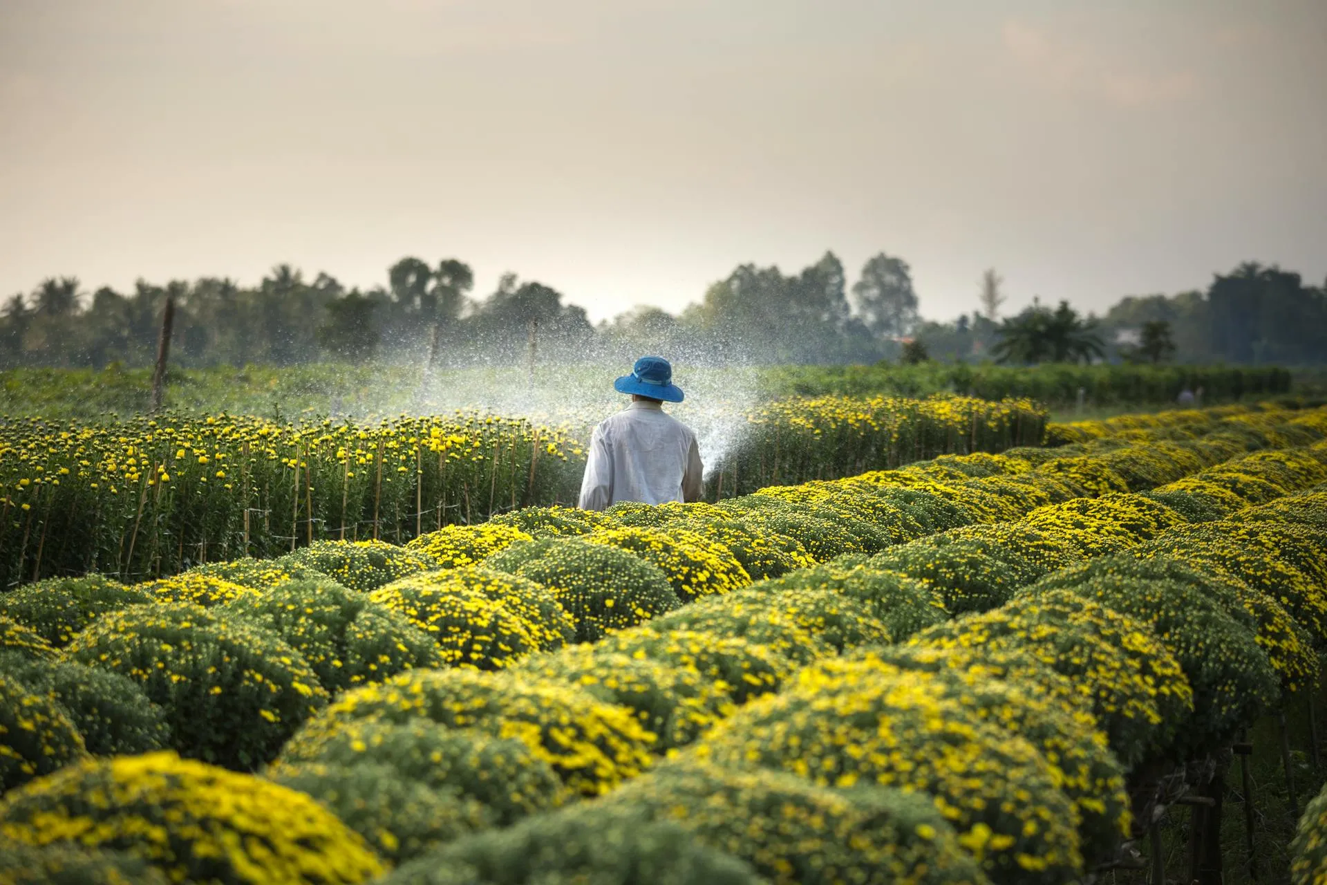Agricultural Fields