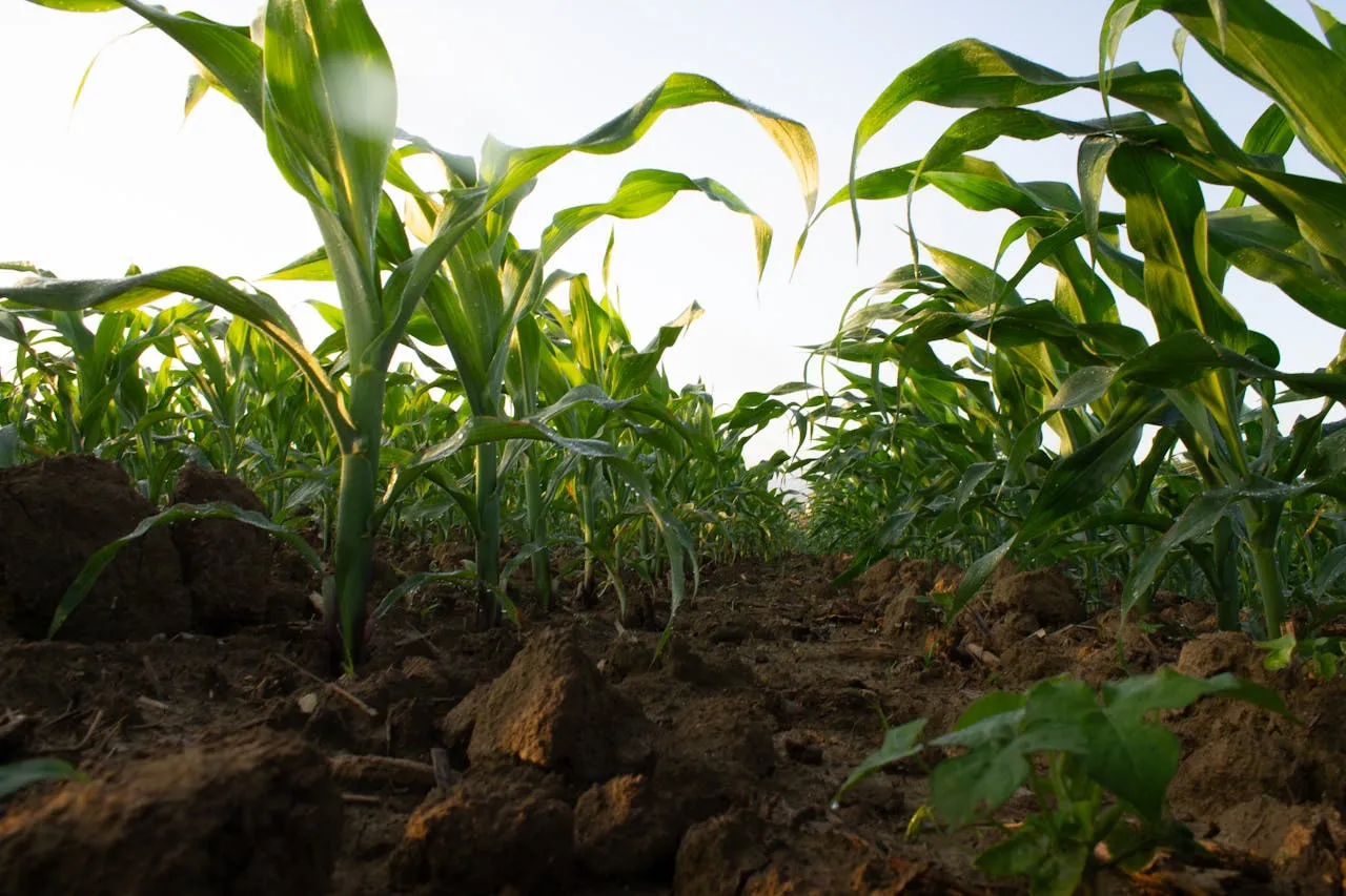 Image Showing Natural plant growth, krantivedha agrotech