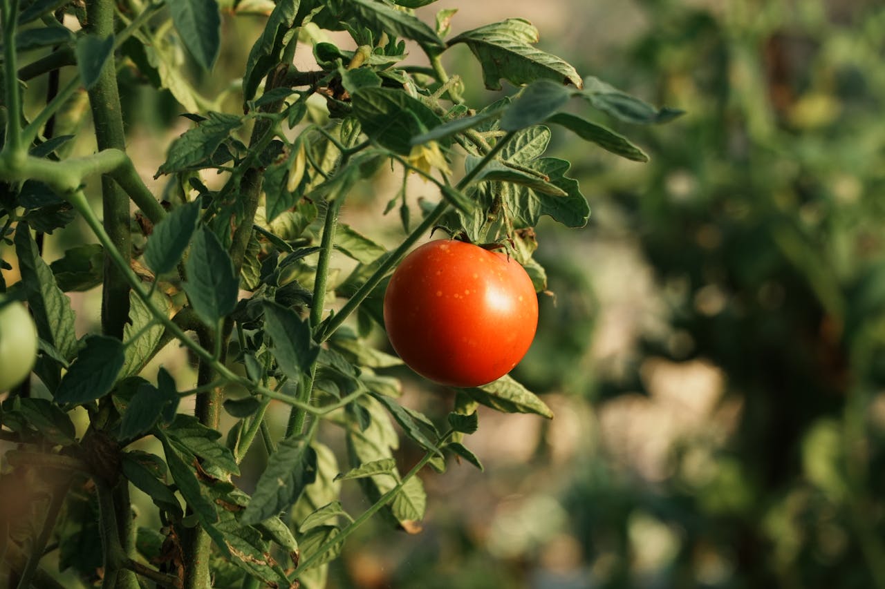 KrantiVedha Agrotech Organically Grown Tomato Plant Image