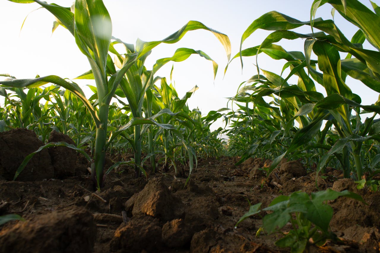Image Showing Natural plant growth, krantivedha agrotech